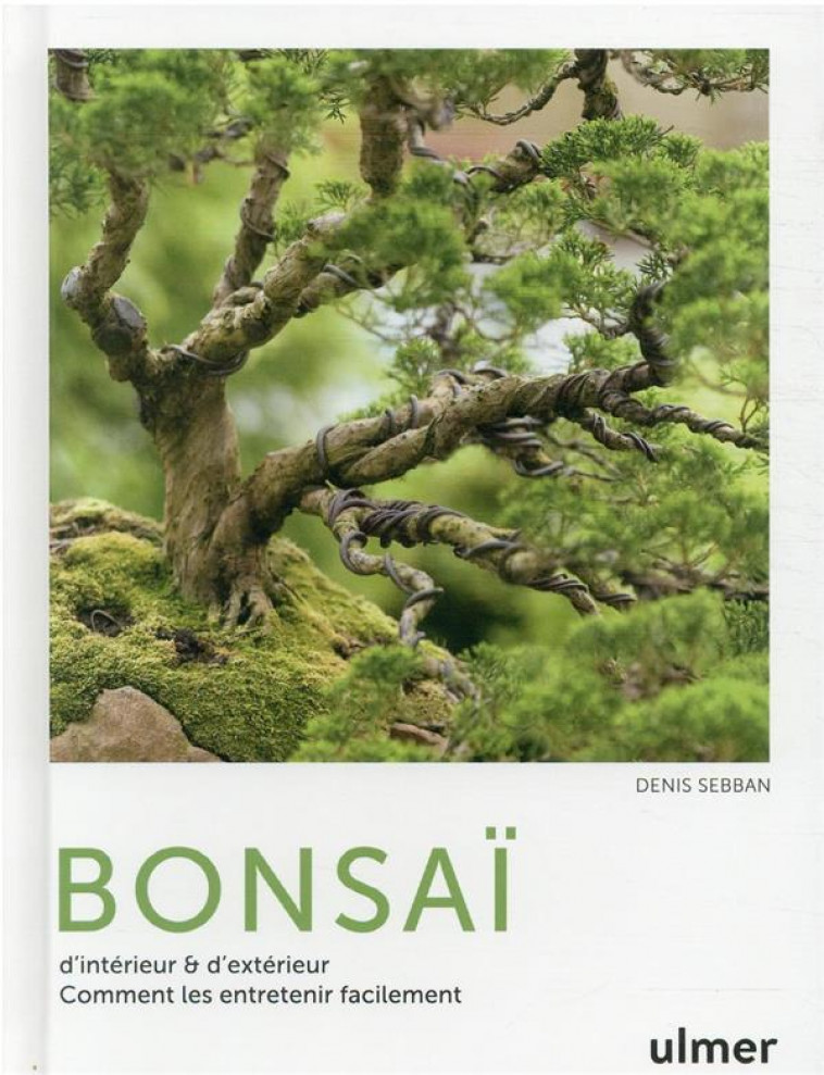 Bonsaï : 4 secrets pour entretenir un bonsaï (facilement